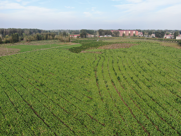 雄安新區(qū)植樹造林工程